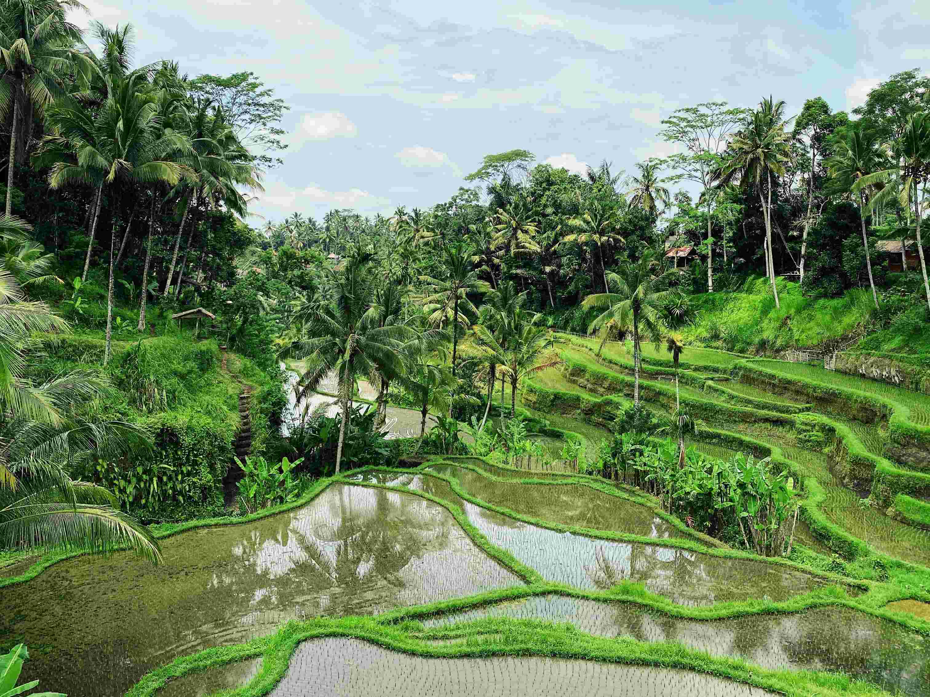 Ubud
